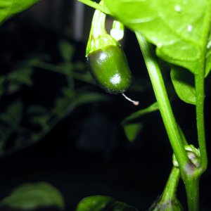Serrano Purple