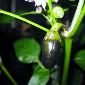 Serrano Purple