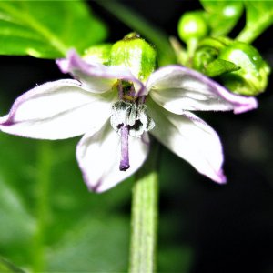 Serrano Purple