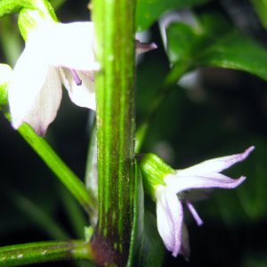 Serrano Purple