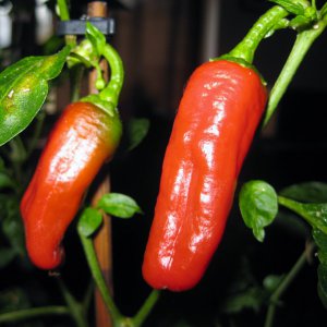 Cayenne? wahrscheinlich falsch beschriftet?