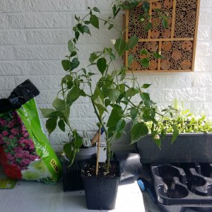 Stand 12.5.: Aji Guyana