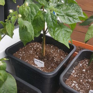 Carolina Reaper 12.05.2019