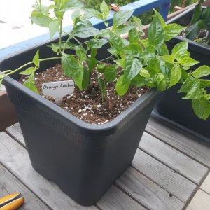 [abzugeben] Orange Lantern 12.05.2019