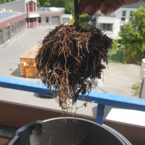 Wurzeln nachher