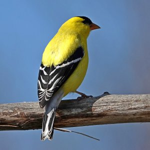 Goldfinch