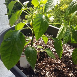 Stand 18.5.: Alma Paprika im Balkonkasten