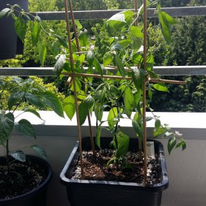 Stand 18.5.: Rocoto Big Brown - 25 Liter