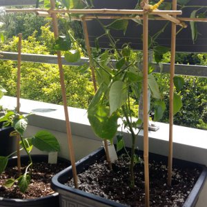Stand 18.5.: Aji Guyana - 25 Liter