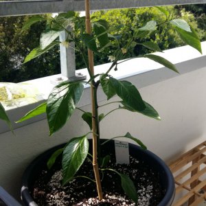 Stand 18.5.: Jalapeño El Jefe - 14 Liter