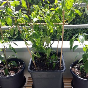Stand 18.5.: Aji Rojuco - 25 Liter