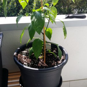 Stand 18.5.: Jalapeño Agriset - 14 Liter