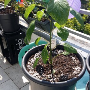 Stand 18.5.: Jalapeño Concho