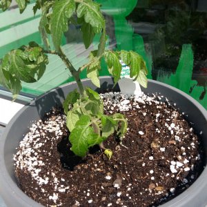 Stand 18.5.: Tomate Balkoni gelb