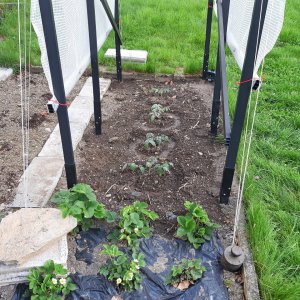 Tomaten 19.5