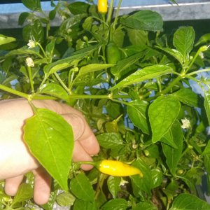 Stand 23.5.: Lemon Drop bekennt Farbe