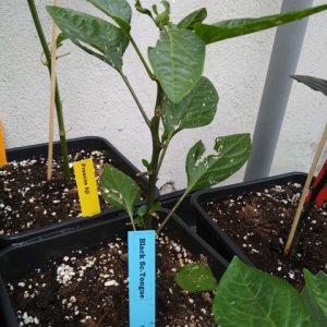 Black_Scorpion_Tongue.jpg