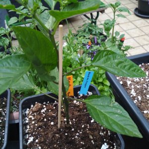 Black_Scorpion_Tongue_1.jpg