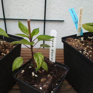 Black_Scorpion_Tongue_3a.jpg