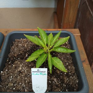 Numex_Pinata_1.jpg