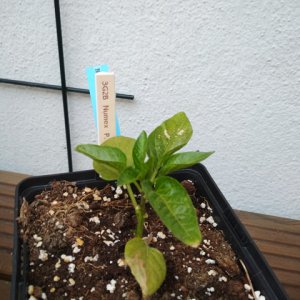 Numex_Pinata_2.jpg