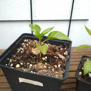 Numex_Pinata_3.jpg