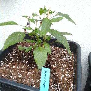 Serrano_Purple_1.jpg