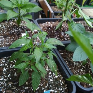 Serrano_Purple_2.jpg