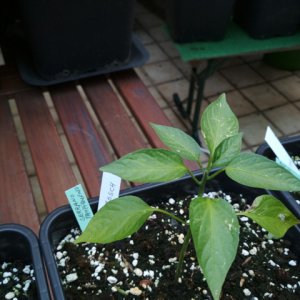 Serrano_Tampiqueno.jpg
