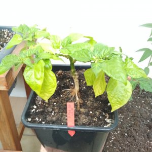 7Pot_Bubblegum_White.jpg