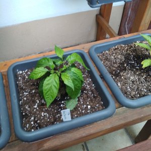 7Pot_Primo_Chocolate.jpg