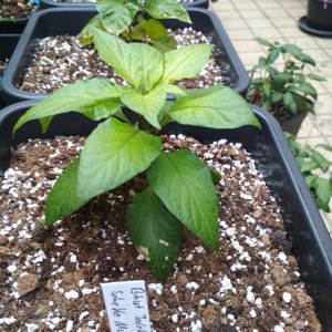 Bhut_Jolokia_Schoko_Mutant.jpg