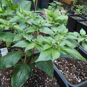 Bhut_Orange_Copenhagen.jpg
