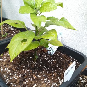 Carolina_Reaper.jpg
