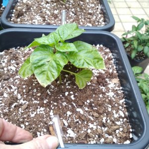 Cream_Fatalii_1.jpg