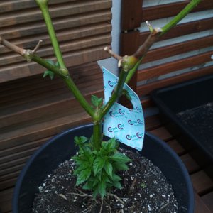 Golden_Limon_F5.jpg
