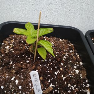 Golden_Limon_F6.jpg