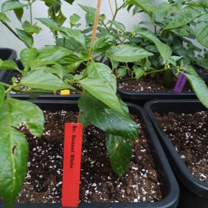 Scotch_Bonnet_White_1.jpg