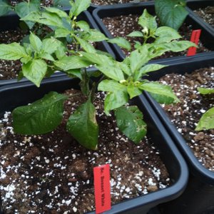 Scotch_Bonnet_White_2.jpg