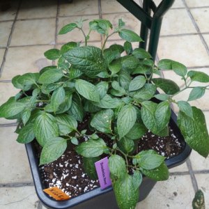 Ecuadorian_Sweet_1.jpg