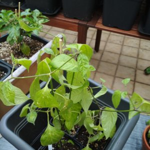 Rocoto_Mix.jpg