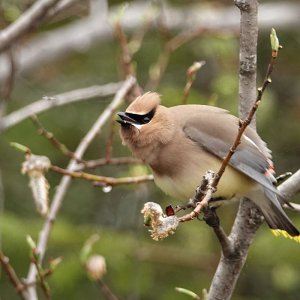 Cedar Waxwing