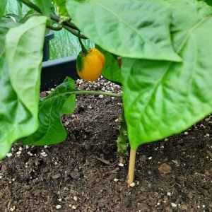 Scotch Bonnet am Abreifen 27.5
