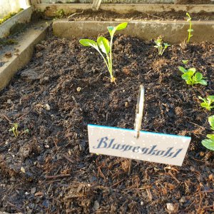 28.05.19 Blumenkohl.jpg