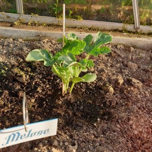 28.05.19 Mini Melone.jpg