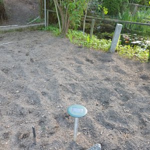 28.05.19 Beet 2.jpg