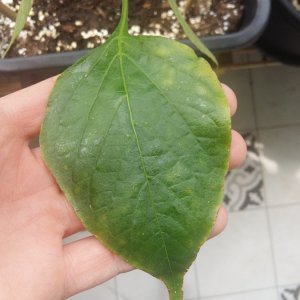 Stand 28.5: Aji Guyana komische Blätter