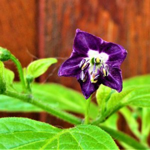 Rocoto mini