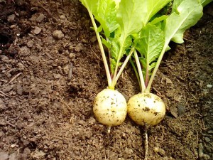 Albena Radieschen Ernte 26.04.16