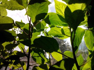 Sonnenbad 4